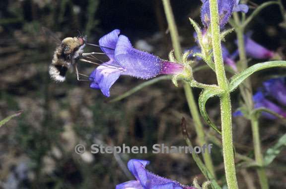 bee fly penstemon 2 graphic